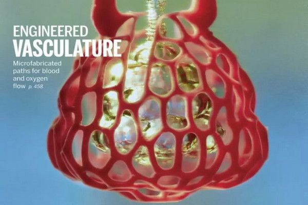 缩略图 | 美科学家造出人类血管网络 3D打印植入器官迎突破