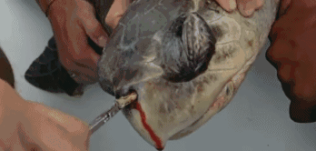 36.gif