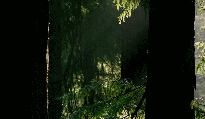 11.gif