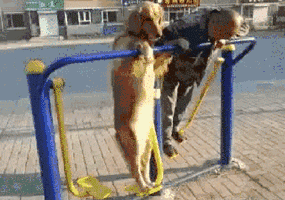 36.gif