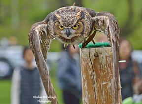 Darwin-the-Owl-Nature-Canadas-Bird-Fair-2013.jpg