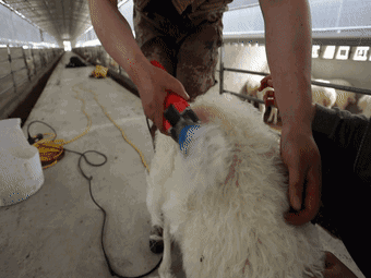 9c3d52b28747430fbb8a9cbd45a76d52.gif