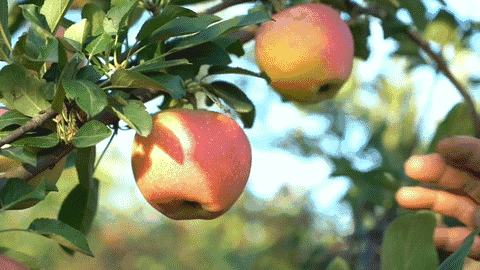 8f5e60ca71c9476183ebb48ec5d619d2.gif