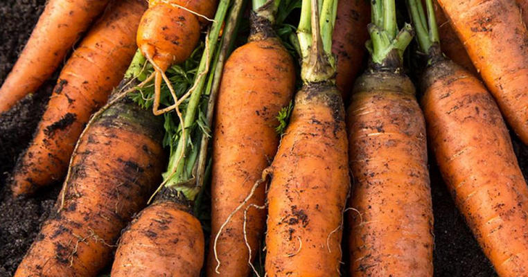 1500-Carrot-AdobeStock_497814236.jpg