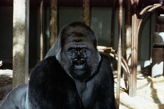 Toronto Zoo 多伦多动物园11月11日，门票5折！