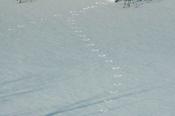 GP_Trail_Sugarbush_Winter_Snow_AnimalTracks_HRN_0787-1.jpg