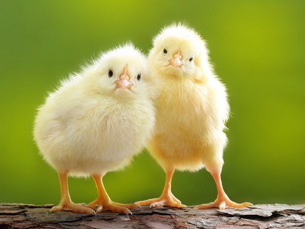 2276-CAFM-Easter-Web-feature-1070x802-1.jpg