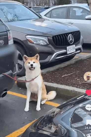 681f77586cf17_original.gif