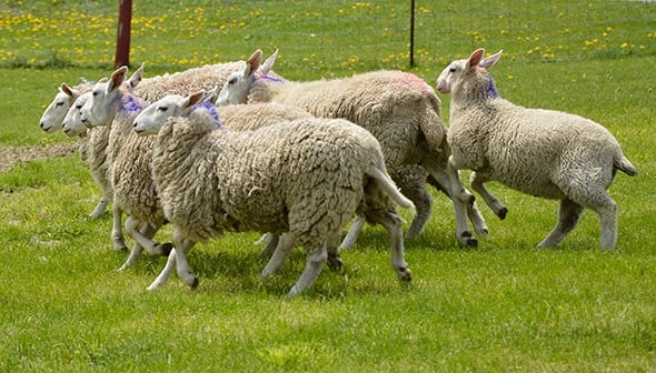 sheep-Shearing-festival.jpg