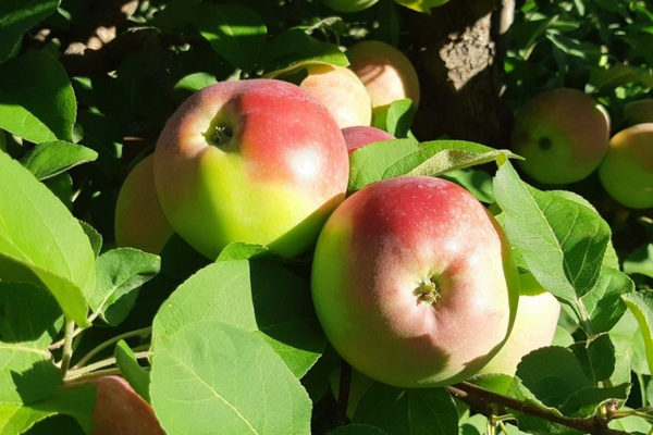 Apple-Picking-1-855x570.jpg