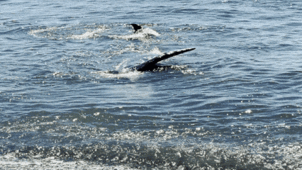 68bec26aaeb43_original.gif