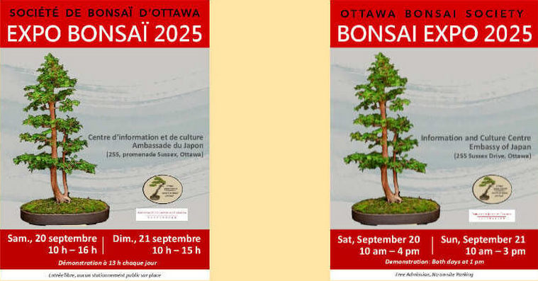 bonsai25-855x390.jpg