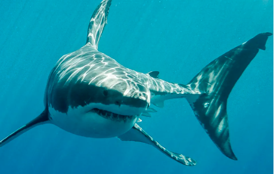 1766888106411183.png 2025-12-28_101313.png