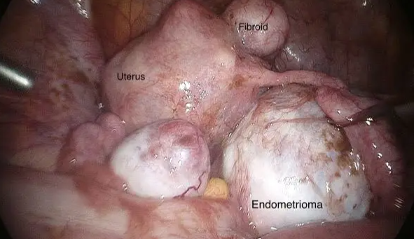 1769046490643533.png 6971444d7d68a_original.png