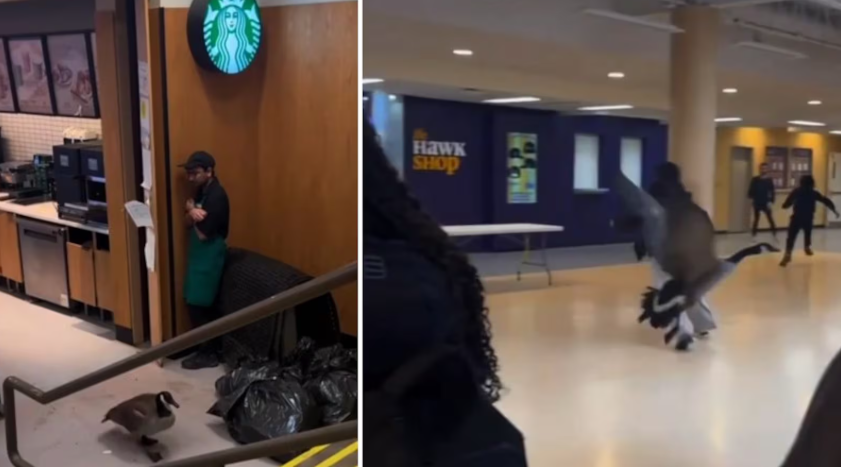 1775044728111039.png 69cc33c70fad9_original.png