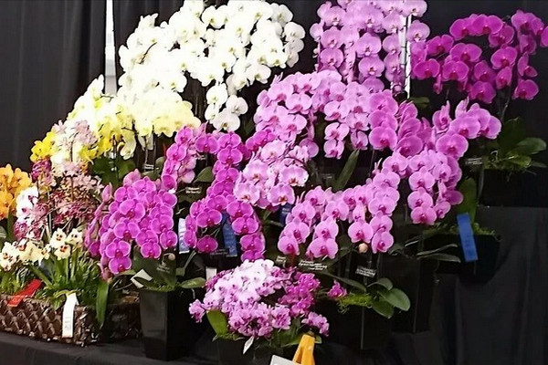 Orchiodophilia24-855x470.jpg