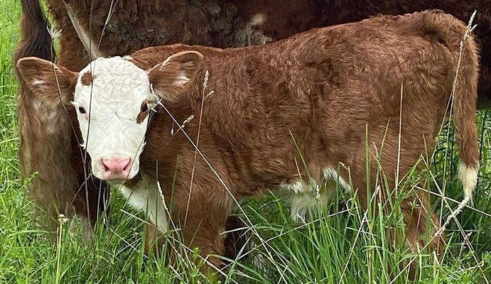 Down-On-the-Farm.jpg