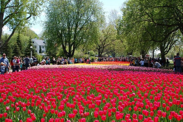 tulips-e1490834661846-855x570.jpeg
