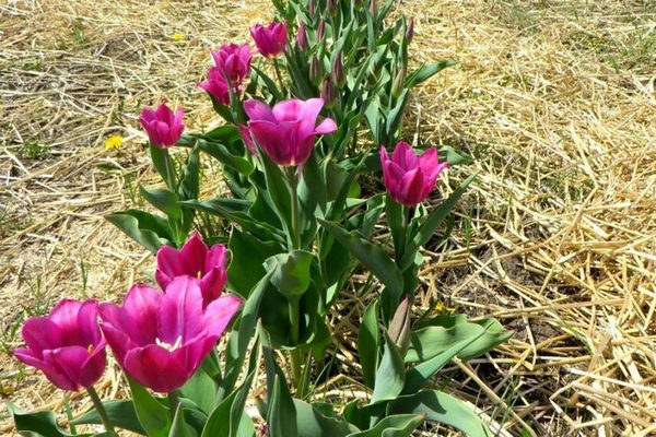 Ottawa-U-Pick-Tulip-855x570.jpg
