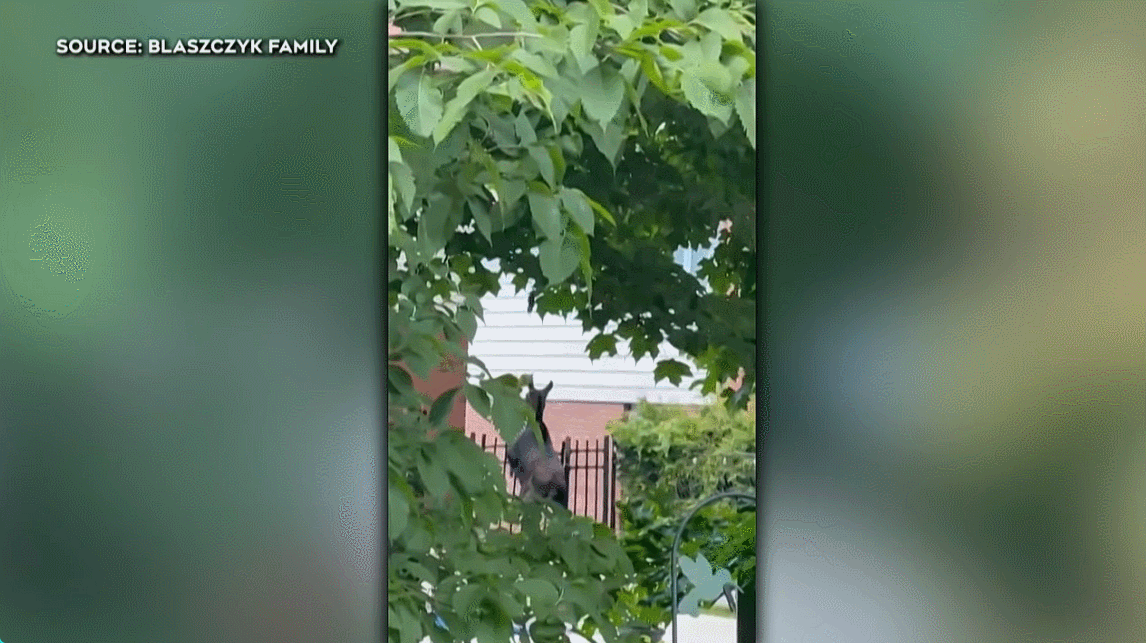 5.gif