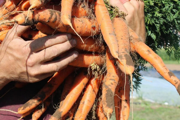 1790244652568791.jpg Ottawa-Farm-Fresh-855x570.jpg