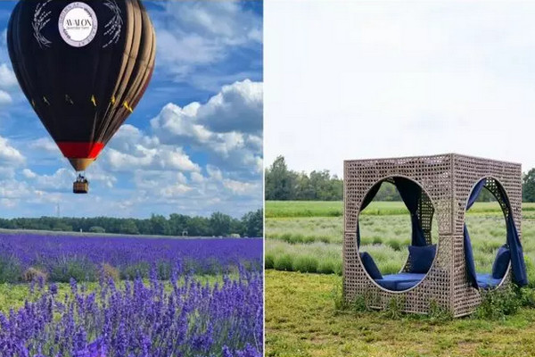 缩略图 | Avalon 薰衣草田推出热气球体验：飞越薰衣草田，俯瞰夏日美景，拍下绝美照片！