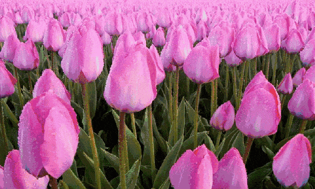 缩略图 | 渥太华少校山公园赏花之旅：心动不如行动，一起享受鸟语花香满园春色！