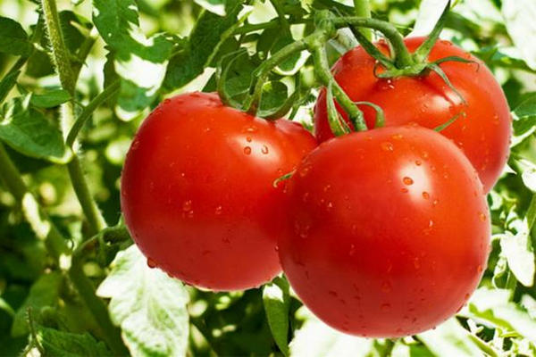 缩略图 | 为什么现在的西红柿越来越没味？