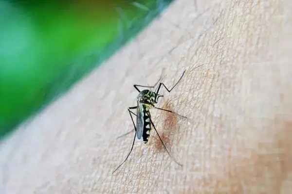 缩略图 | 蚊子开始出没？一罐雪碧就搞定，蚊子来多少灭多少，比驱蚊水管用！