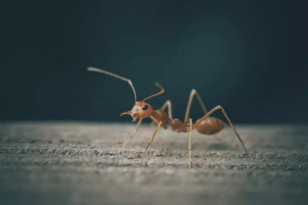 缩略图 | 您家有蚂蚁问题吗？教你如何解决这些讨厌的小东西！
