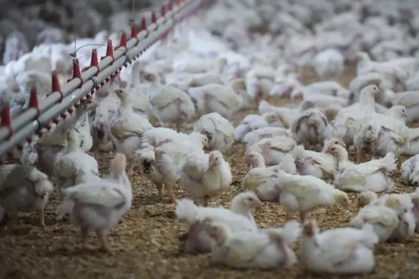 缩略图 | 北美禽流感来势汹汹，鸡蛋能吃吗？人会不会染病？