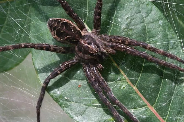 缩略图 | 加拿大最大的可怕蜘蛛：水边房子或乘船出游可能会碰到