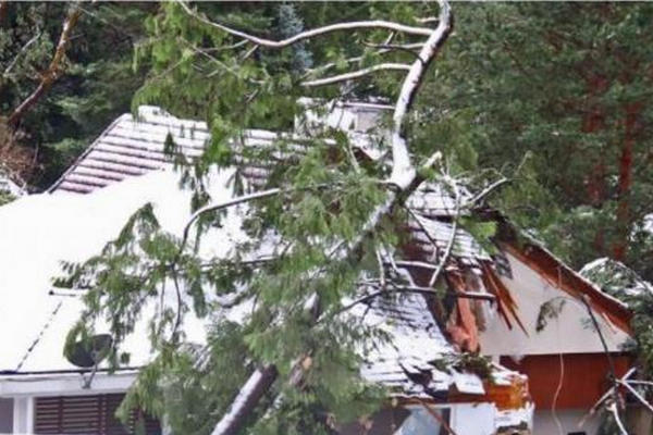 缩略图 | 后院大树倒塌压坏邻居家房子，BC业主被判赔4600