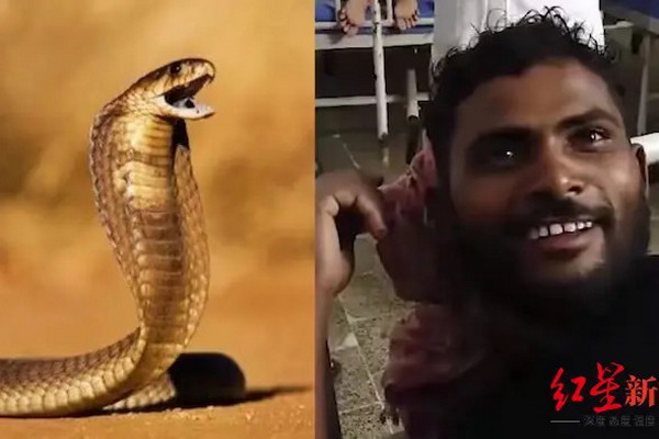 缩略图 | 遭蛇咬两口后，印度男子“反咬三口”将蛇咬死！