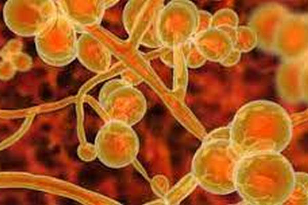 缩略图 | 阿根廷首次出现“超级真菌”感染病例，致死率高达60%
