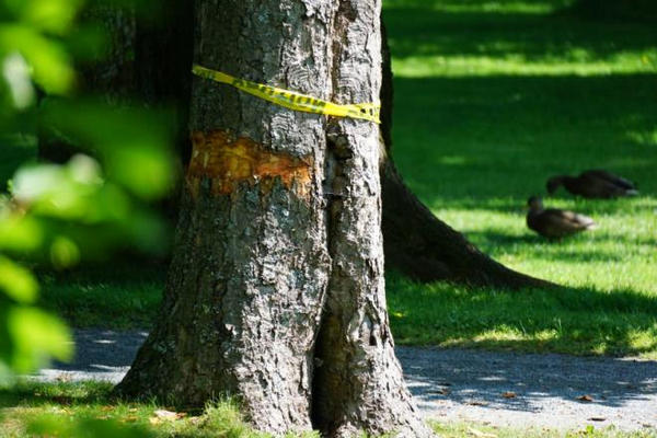 缩略图 | 加拿大公园32棵百年大树被恶意破坏，民众自筹5万悬赏“缉凶”