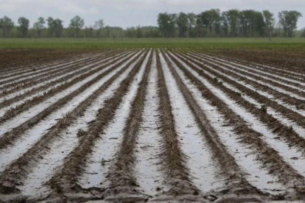 缩略图 | 连场豪雨摧毁农作物，加拿大农民苦了！