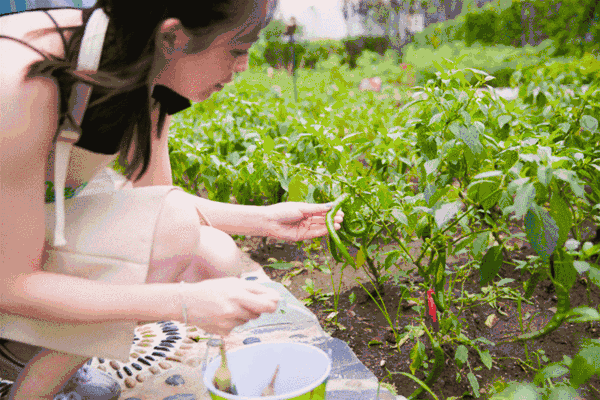 缩略图 | 【加拿大种菜攻略】在加拿大后院种韭菜、黄瓜、番茄、毛豆