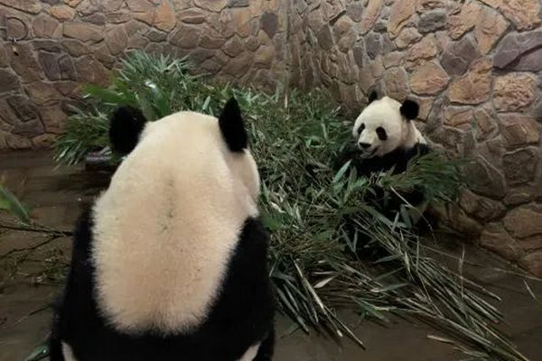缩略图 | 加拿大动物园的两只大熊猫提前返回中国