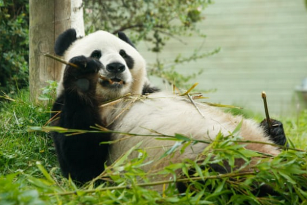 缩略图 | 英国考虑将大熊猫送回中国，动物园：疫情期间缺钱，养不起了
