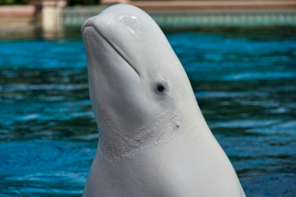 缩略图 | 5年来，安省海洋公园已有17只鲸鱼死亡！