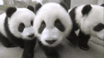 缩略图 | 大熊猫数量增加，中国宣布这个国宝不再“濒危”
