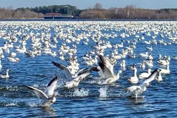 缩略图 | 太壮观了！加拿大数万只雪雁迁徙，将整个湖面都铺满！
