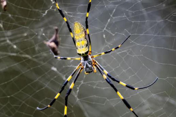缩略图 | 太可怕了！巨型蜘蛛恐入侵加拿大：长达20cm还会“飞”！