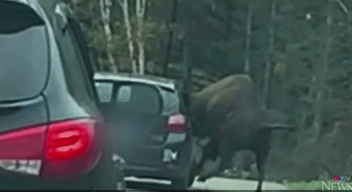 缩略图 | 加拿大野生动物园惊险一刻：野牛钻进游客车窗