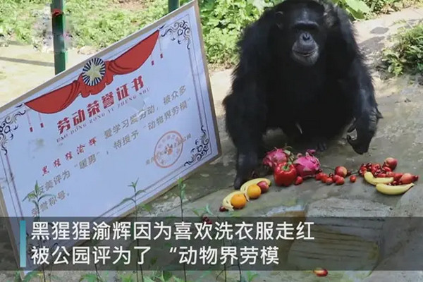 缩略图 | 会剪指甲、爱健身的网红黑猩猩24岁仍单身，饲养员催婚！