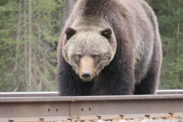 缩略图 | 加拿大国家公园发生熊吃熊事件