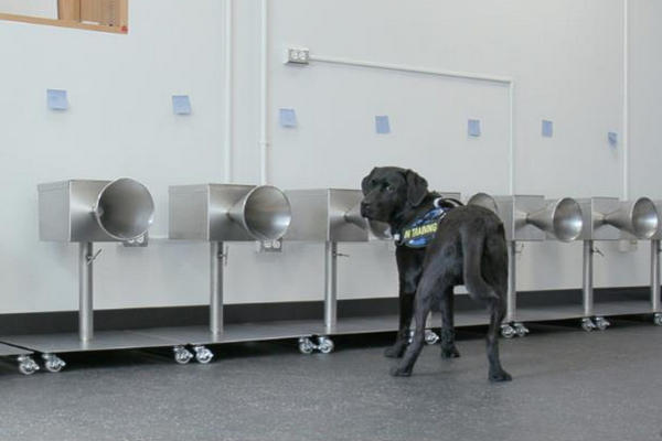 缩略图 | 加拿大培训出能嗅出 COVID-19病毒狗狗，准确率高达100%！