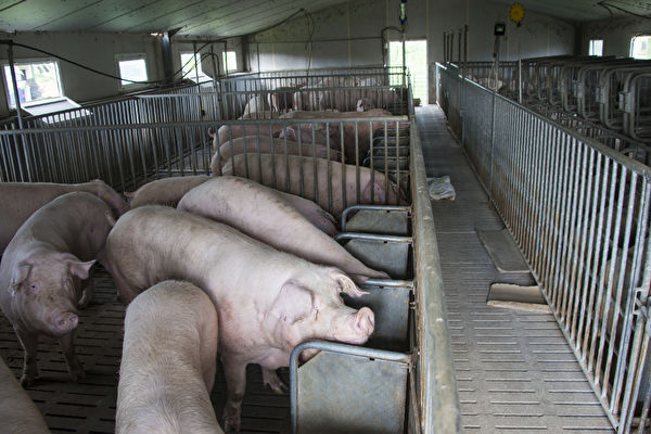 缩略图 | 中国猪价地图出炉：猪价6个月翻一倍，各省立下生猪产量“军令状”！