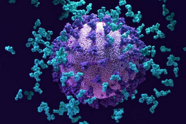 缩略图 | 美国发现超级抗体，能对付各种病毒变体！